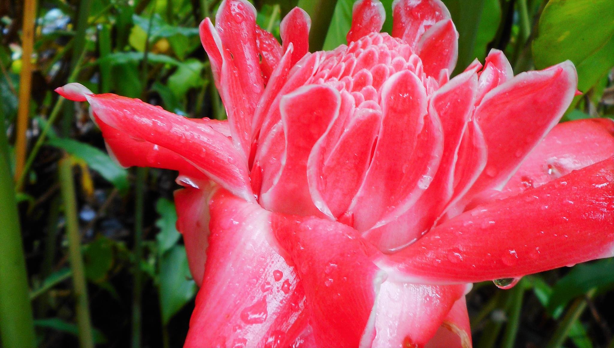 El Arish Tropical Exotics Australian Tropical Plant Nursery Buy Online