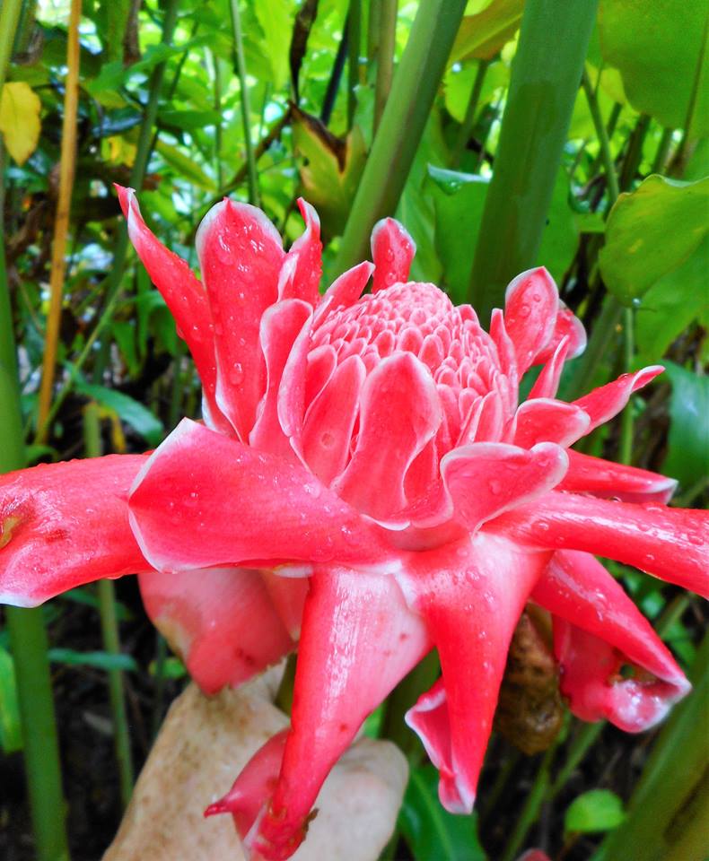 Flamingo Pink New Torch Ginger