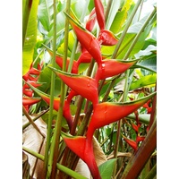 Heliconia Caribea Red Trophy PLANT Rhizome -  Norway
