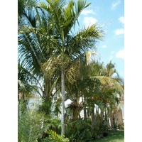 Alexander Palm Bulk Buy