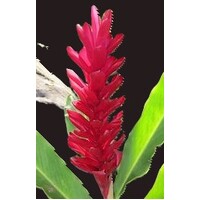 Alpinia purpurata