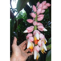 "Giant Pink Shell" Alpinia Bulk Buy