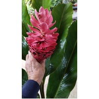 Alpinia purpurata "Jungle Queen"