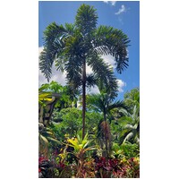 Queensland Black Palm