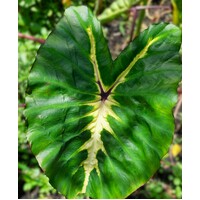 Colocasia "White Lava"