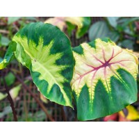 Colocasia "Light Pillar"