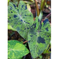 Colocasia  Mojito