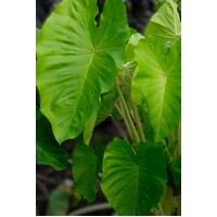 Colocasia  Maui Gold