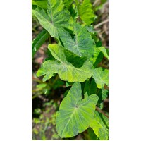 Colocasia Lemon and Lime Gecko