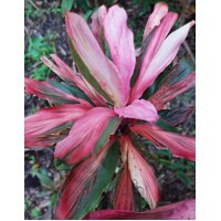 Cordyline Romance