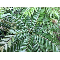 Curry Leaf Tree