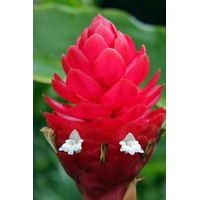 Alpinia Jungle King