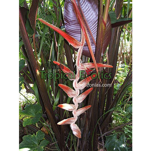 Heliconia vellerigera She Kong (She Kong)