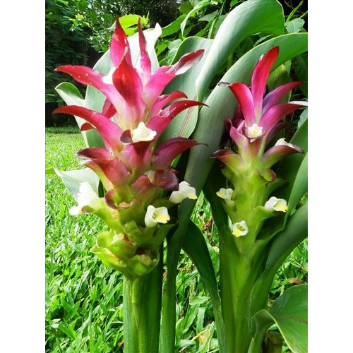 Voodoo Magic (Curcuma sp Voodoo Magic)