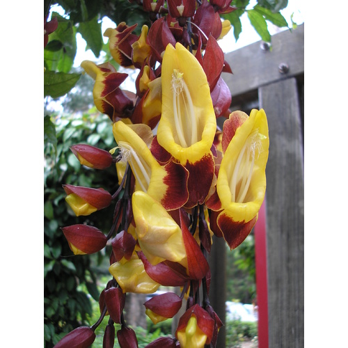 Lady's Slipper Vine