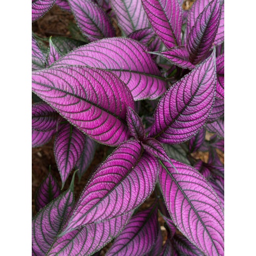 Persian Shield