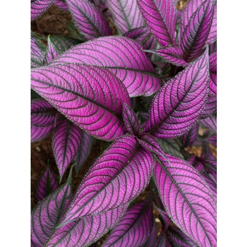 Persian Shield bulk buy