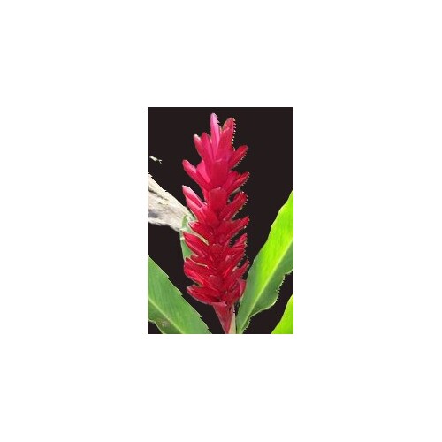 Alpinia purpurata Bulk Buy