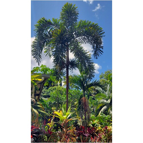 Queensland Black Palm