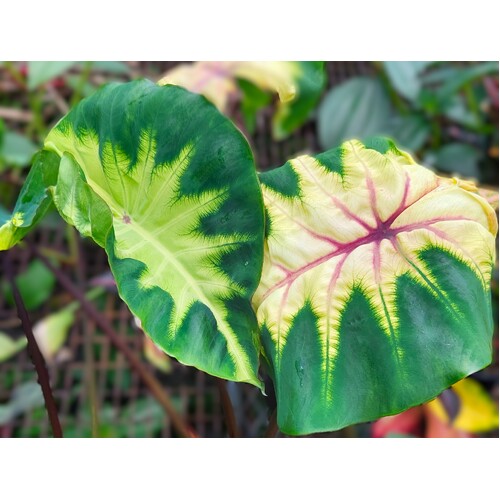 Colocasia "Light Pillar"