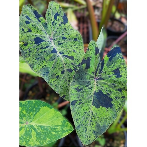 Colocasia  Mojito