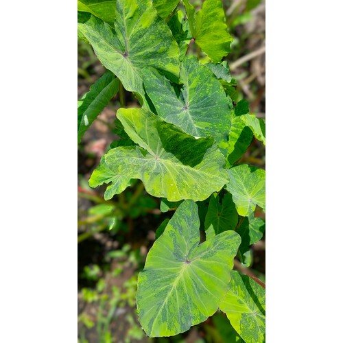 Colocasia Lemon and Lime Gecko