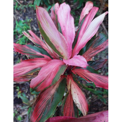 Cordyline Romance